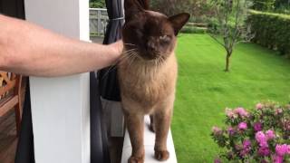 Burmese cat in Norwegian Forest Home [upl. by Alathia]