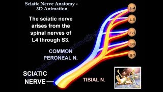 Sciatic Nerve Anatomy 3D  Everything You Need To Know  Dr Nabil [upl. by Yorle681]