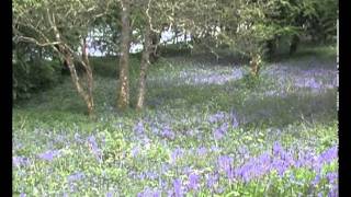 Inish Davar Bluebells  Fermanagh TV [upl. by Nellak417]