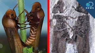 Ancient Porn Fossil Reveals Bugs Having Sex [upl. by Leirol]