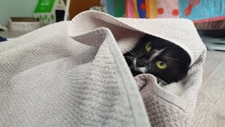 A Tuxedo Cat Playing In A Towel [upl. by Abdella]