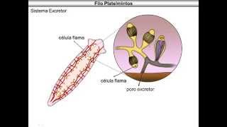 Platelmintos [upl. by Fogarty902]