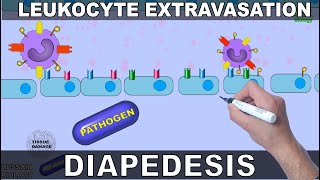 Leukocyte Extravasation  Diapedesis [upl. by Htebesile313]