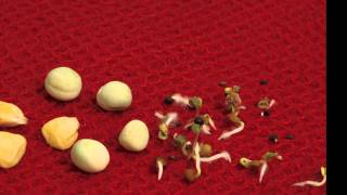 Seed germination timelapse  Maize peas and salad [upl. by Cindi]