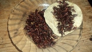 Receta de Chapulines GuisadosReceta Tipica de Oaxacalasdeliciasdelupita [upl. by Grunberg]