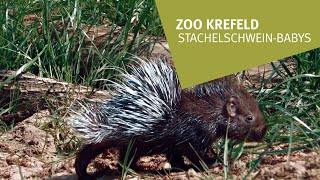 Krefelder Zoo Ein Blick auf die StachelschweinBabys [upl. by Ecydnac]