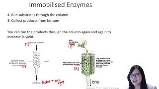 Chapter 34  Immobilised Enzymes  Cambridge ALevel 9700 Biology [upl. by Anyale]