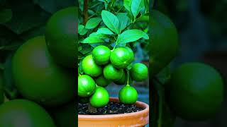 How to Grow Lemon Tree Great ideas of Propagation Lemon Tree using a Green Coconut Bangla Tutorial [upl. by Eiramoj]