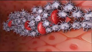 Blood Clotting  Functions of Platelets  Medical Animations [upl. by Tapes]