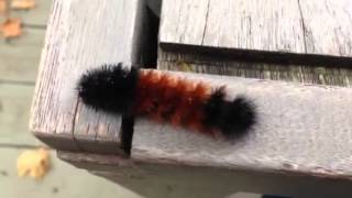 Woolly worm caterpillars [upl. by Niehaus]