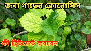 জবা গাছের পাতা হলুদ হলে কী করণীয়  Yellow leaves in hibiscus plant [upl. by Pals]