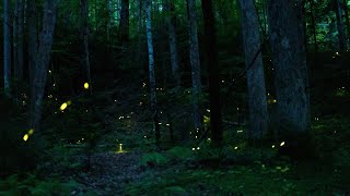 Synchronous Fireflies in the Great Smoky Mountains National Park [upl. by Alahcim667]