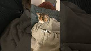 Purrito shorts fyp cats funnycats funny memes [upl. by Drofnil]