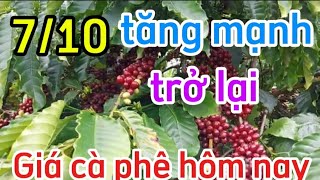 Giá cà phê hôm nay ngày 7102024Giá cà phê tiếp đà tăng ở các địa phương [upl. by Kries537]