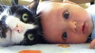 Simpatici Gatti E Cani Amano I Bambini Compilation 2015 Nuovo Hd [upl. by Enovahs]