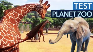 Planet Zoo im Test  Review [upl. by Nimzaj]