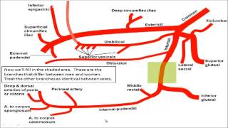 Gross anatomy  Drawing the Branches of the Iliac Arteries [upl. by Meela671]