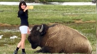 Gigantic Bison Lunges at Tourist Who Tried to Pet It [upl. by Jarietta478]