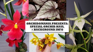 Orchidomania Presents Special Orchid Haul  Background Info [upl. by Ahsieker823]