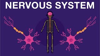 Nervous System  Get to know our nervous system a bit closer how does it works  Neurology [upl. by Eycats454]