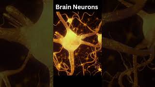 Brain Neurons [upl. by Tisbee]