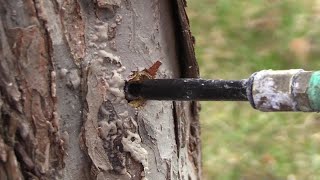 Browntail moth catepillar prevention [upl. by Richardo]