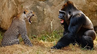 10 Crazy Animals Encountered the Wrong Enemies That Will Leave You Holding Your Breath [upl. by Marji]