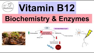 Vitamin B12 amp Why We Need It  Biochemistry Absorption amp Important Enzymes [upl. by Eednyl]