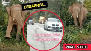 VIRAL GAJAH BESAR GRIKJELI HENTAM KERETA [upl. by Wilbur510]