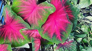 Complete Caladium care guide for summerMy caladiums amp how I get big beautiful leaves tropical 🪴 [upl. by Zoeller187]