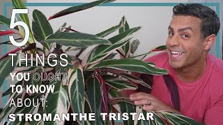 5 Things You Ought To Know About Your Stromanthe Tristar stromanthe sanguinea Plant Care Tips [upl. by Behre]