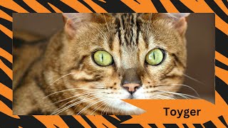 🐅 Discover the Majestic Toyger Cat Your Miniature Tiger Companion 🐅 [upl. by Slocum]