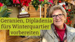 Geranien Fuchsien Dipladenia für das Winterquartier vorbereiten [upl. by Assetan]