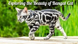 Discovering The Bengal Cat A Domestic Kitty with a Wild Side [upl. by Thorlay]