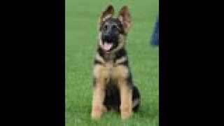 Puppy Training  Positive Method  3 months old German Shepherd Dog  K9 Ambassador [upl. by Yelhak311]