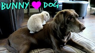 Marshmallow My Cute Holland Lop Bunny Playing With My Dog  Bunny Playing In Snow [upl. by Blanka419]