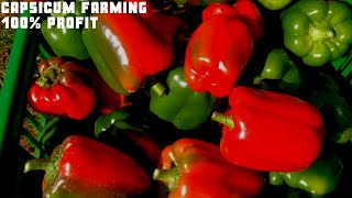 Capsicum Farming in Kenya Modern Greenhouse Agriculture TechnologyPiliPili Hoho Millionaire Farmer [upl. by Aciras870]