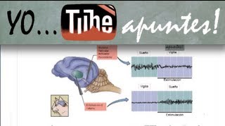 Fisiología del sistema nervioso Sueño EEG [upl. by Fawnia178]