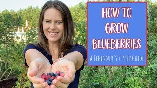 How to Grow Blueberries 7 Step Guide for Beginners [upl. by Dowdell]