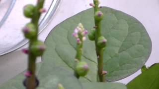 Malabar spinach purple and green from seedling to flowering to seeding [upl. by Skerl924]