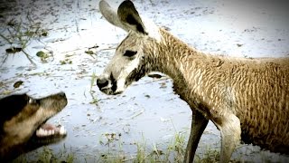 Kangaroo Tries to Drown Dog and Attacks The Owner [upl. by Neiman]