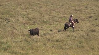 Doctoring Anaplasmosis  Low stress Stockmanship  One Man Doctoring  Buckaroo Pasture Roping [upl. by Ellennoj50]