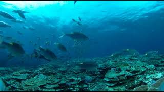 RICOH THETA V Sample video  Fish [upl. by Cherice]