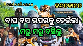 ବାଘ ସଫାରୀବସ ଉପରକୁ ଡେଇଁଲା  Nandankanan Zoological Park [upl. by Okim640]