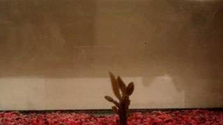 Gary Yamamoto Flappin Hog Tank Demonstration [upl. by Stefa119]