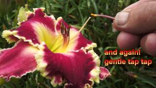 How I make daylily seed [upl. by Slorac]