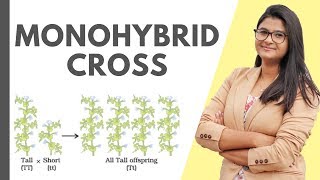 Monohybrid Cross  Mendels Experiment  Easy  HINDI [upl. by Roseann]