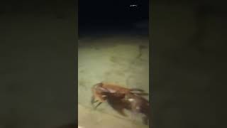 Cangrejos gigantes 😎🦀 cangrejo animal playa [upl. by Juanne]