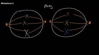 Understanding Ploidy and Meiosis at All Stages [upl. by Nahte414]