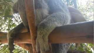 Work and Travel Australien  VLOG 4 Australia Zoo  Brisbane [upl. by Asirb252]